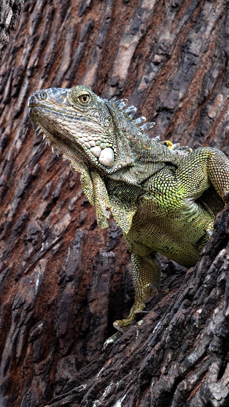 Mythical Reptiles
