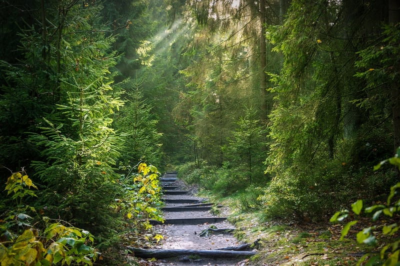 Enchanted Forest Trail