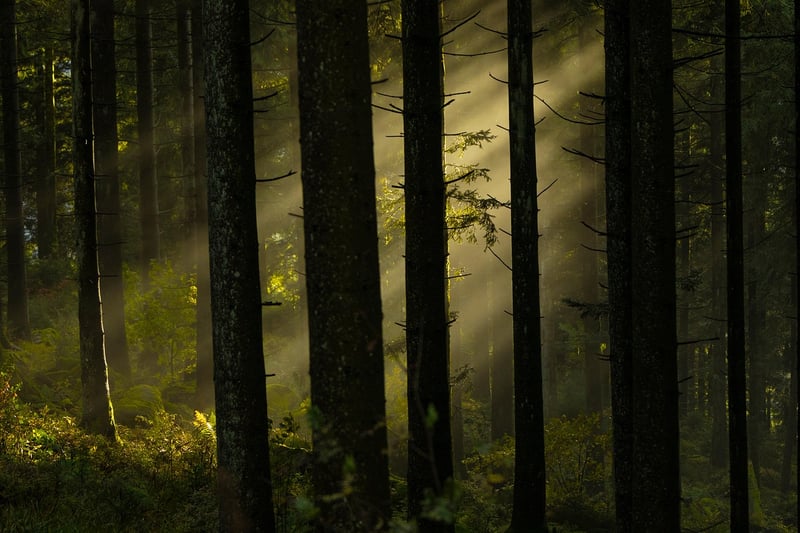 Enchanted Pathway